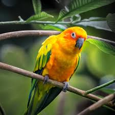 Image result for parrot