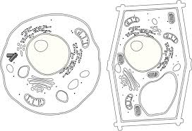 Pin On Cell Worksheets