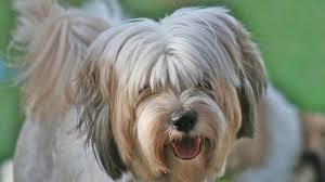 Please call or email to request a copy of the contract you are interested in. Tibetan Terrier Price Temperament Life Span