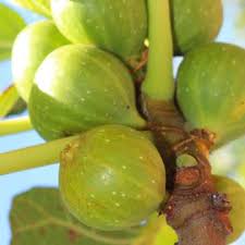 We did not find results for: Fruit Trees Plants Arbor Day Hawaii