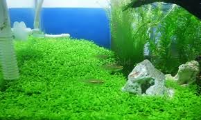 Cara mudah tanam rumput karpet di halaman rumah. Cara Mudah Menanam Carpet Seed Dan Merawatnya Bagi Pemula