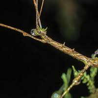 Image result for Schistostephium crataegifolium