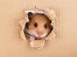 It functions pretty much exactly like an ssh tunnel, but doesn't require that you have a server. Hamsterspielzeug Selber Machen Tolle Ideen Fur Die Nager