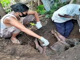 Check spelling or type a new query. Setahun Lebih Virus Asf Serang Ternak Babi Di Ntt Apa Yang Harus Dilakukan Mongabay Co Id Mongabay Co Id