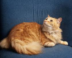 Affable and social, he likes to help you clean by playing with your broom. Cat For Adoption Squier A Domestic Medium Hair In Springfield Il Petfinder