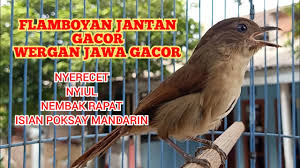 Pada beberapa kondisi, burung pleci jantan dan betina memiliki paruh yang sama. 12 16 Mb Jamin Flamboyan Malas Jadi Gacor Nyaut Dengar Suara Flamboyan Ini Kicau Pidong Download Lagu Mp3 Gratis Mp3 Dragon