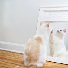Many owners give their pets mirrors because they are afraid their bird will get lonely. How To Train Your Cat To Accept Mirror Reflections