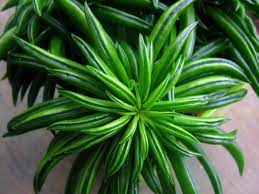 Plant beans after the soil reaches 60 degrees fahrenheit. Peperomia Ferreyrae Pincushion Peperomia World Of Succulents