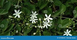 Image result for Jasminum fluminense