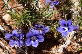 Image result for Aptosimum marlothii