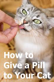 As such, we're giving you some of the options on the best way to give cat a pill! How Can I Give A Pill To My Cat Thecatsite Articles