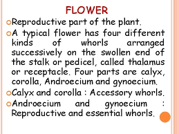 Maybe you would like to learn more about one of these? Chapter 5 Morphology Of Flowering Plants Morphology Deals