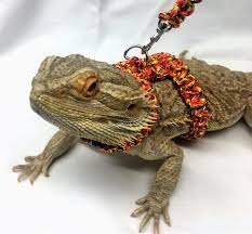 Reptile Harness Bearded Dragon Para-cord Harness Collar And Etsy In 2021 Bearded Dragon Harness Bearded Dragon Bearded Dragon Clothes