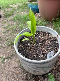 Image result for Aframomum mala