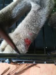 Penyakit sporotrichosis atau lebih dikenali sebagai sporo ini jarang berlaku. Cara Ubat Kucing Terkena Virus Sporo