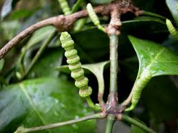 Image result for Gnetaceae