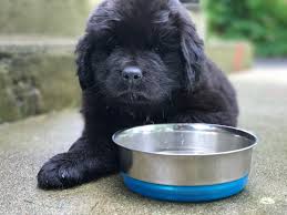 Newfoundland puppies for sale in san francisco. Newfoundland Puppies For Sale By Breeder At Horner Newfoundlands