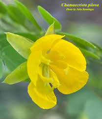 Image result for Chamaecrista plumosa