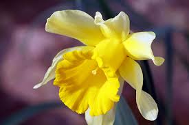 Services bilder kaufen bilder verkaufen corporate services. Fruhlingsblumen Bilder Mit Namen Fruhling Bilder Blumen Kostenlos Lizenzfrei