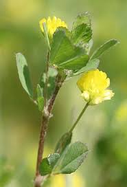 Image result for Trifolium wentzelianum