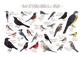 Amazon Com Backyard Birds Of Iowa Field Guide Art Print