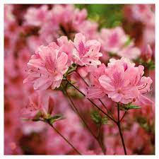 Azalea Hampton Beauty 1pc National Plant Network U S D A Hardiness Zone 7 10 Azaleas Landscaping Flowering Shrubs Hybrid Tea Roses