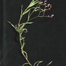 Image result for Persicaria strigosa