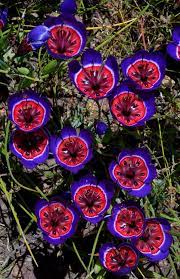 We did not find results for: Unusual Flowers 15 Crazy Looking Flowers From Around The World