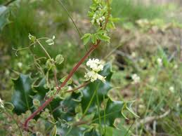 Image result for Corydalis mildbraedii