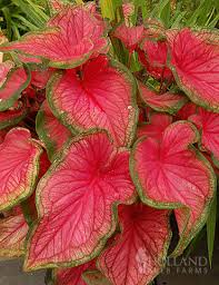 Image result for Caladium