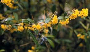 Image result for Berberis julianae