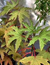 Image result for Begonia kisuluana