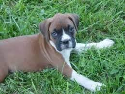 The boxer's primary ancestor, the old bullenbeisser (now extinct), was used in germany and the netherlands to hunt boar and deer today, although the size of these boisterous and self confident dogs varies from country to country, their personality. Boxer Puppies In Missouri