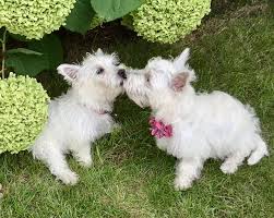 Kissing Sisters Piper And Cali Cute Dogs Westies Cutest Dog Ever