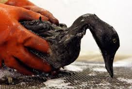 How Do You Clean Up An Oil Spill Oil Spill Oil Spill Clean Up Animals