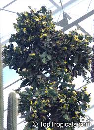 Image result for Brasiliopuntia