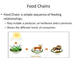 Aquatic food chains are where things get interesting. Food Chains Food Chain A Simple Sequence Of Feeding Relationships May Include A Producer An Herbivore And A Carnivore Shows The Different Levels Ppt Download