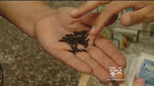 My friend c, a long time tripper, gets right into all this kind of stuff, only because he knows how to control datura, and keep himself pretty composed on the drug. Local Doctor Eating Seeds To Get High Could Be Fatal Youtube