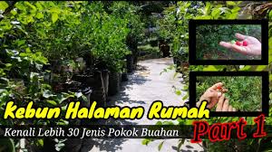 Buah yang memiliki kandungan zat besi dan vitamin c mampu meningkatkan kadar sel darah merah di dalam tubuh anda. Kebun Halaman Rumah Kenali Lebih 30 Jenis Pokok Buah Buahan Part 1 Youtube