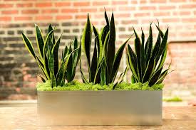 Maybe you would like to learn more about one of these? Sansevieria Trifasciata Rectangle Interior Foliage Design