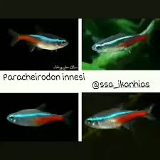 Ikan hias sapu corydoras pygmy aquascape. Jualikanhias Hashtag Posts On Twitter And Instagram Pictures And Videos Offerdos Com