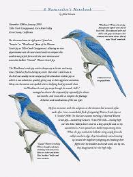 Backyard Birds Of Western Washington Naturalist S Notebook Two Forms Of The Western Scrub Jay Naturalist Backyard Birds The Woodhouse