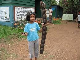 Image result for Entada gigas