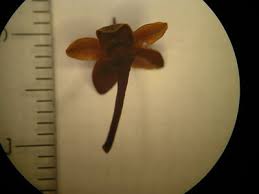 Image result for Inhambanella henriquesii