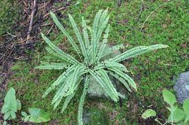 Image result for Stomatanthes sp.no.1
