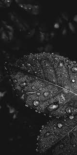 Beautiful Black And White Scenery Wallpaper Black And White Wallpaper Iphone Android Background Followme Black Aesthetic Wallpaper Black Phone Wallpaper Dark Wallpaper