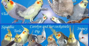 Standing on a playgym in a bird store. Breeding Lutino And Normal Grey Cockatiels Talk Cockatiels Forums Cockatiel Breeding Cockatiels Pet Birds