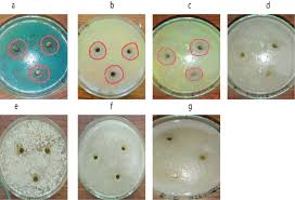 Image result for Menisorus pauciflorus