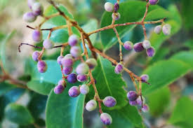 Image result for Vitex doniana