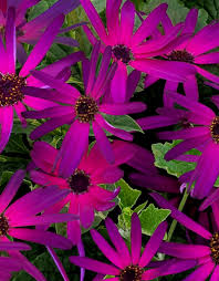 Image result for Pericallis